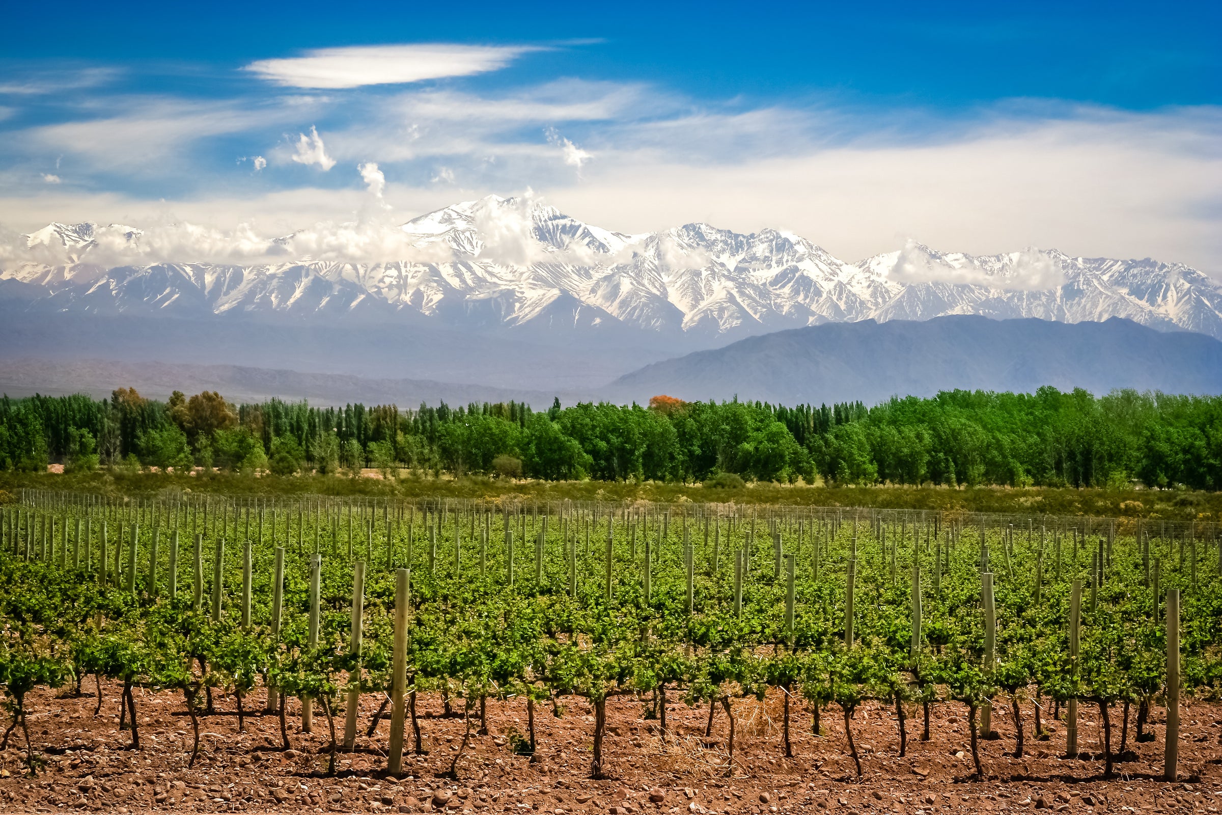 Argentine Rosé Wines