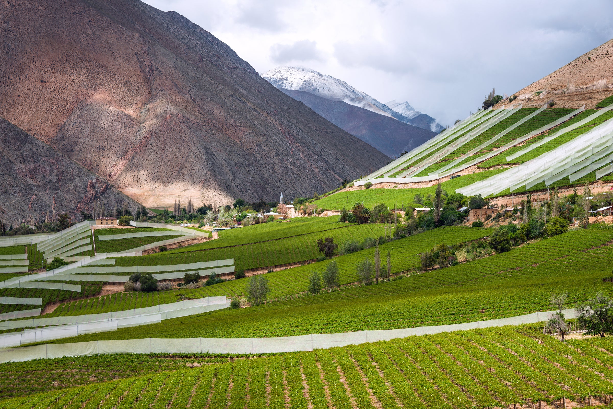 Chilean White Wines