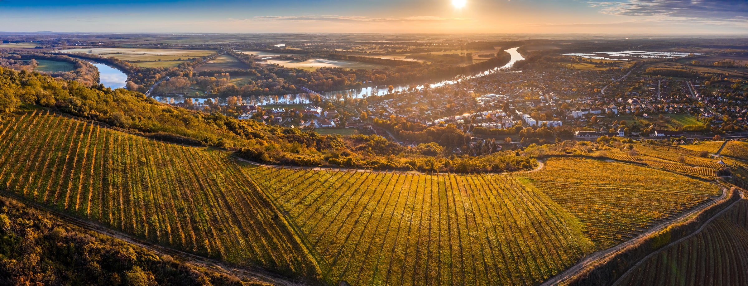 Hungarian White Wines