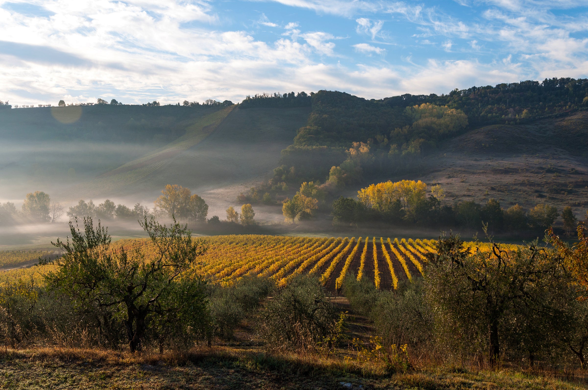 Italian Sparkling Wines