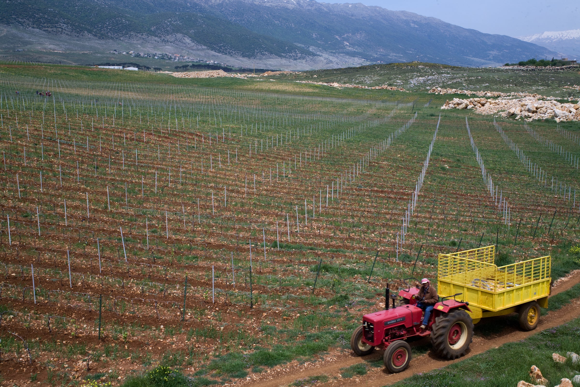 Lebanese Red Wines