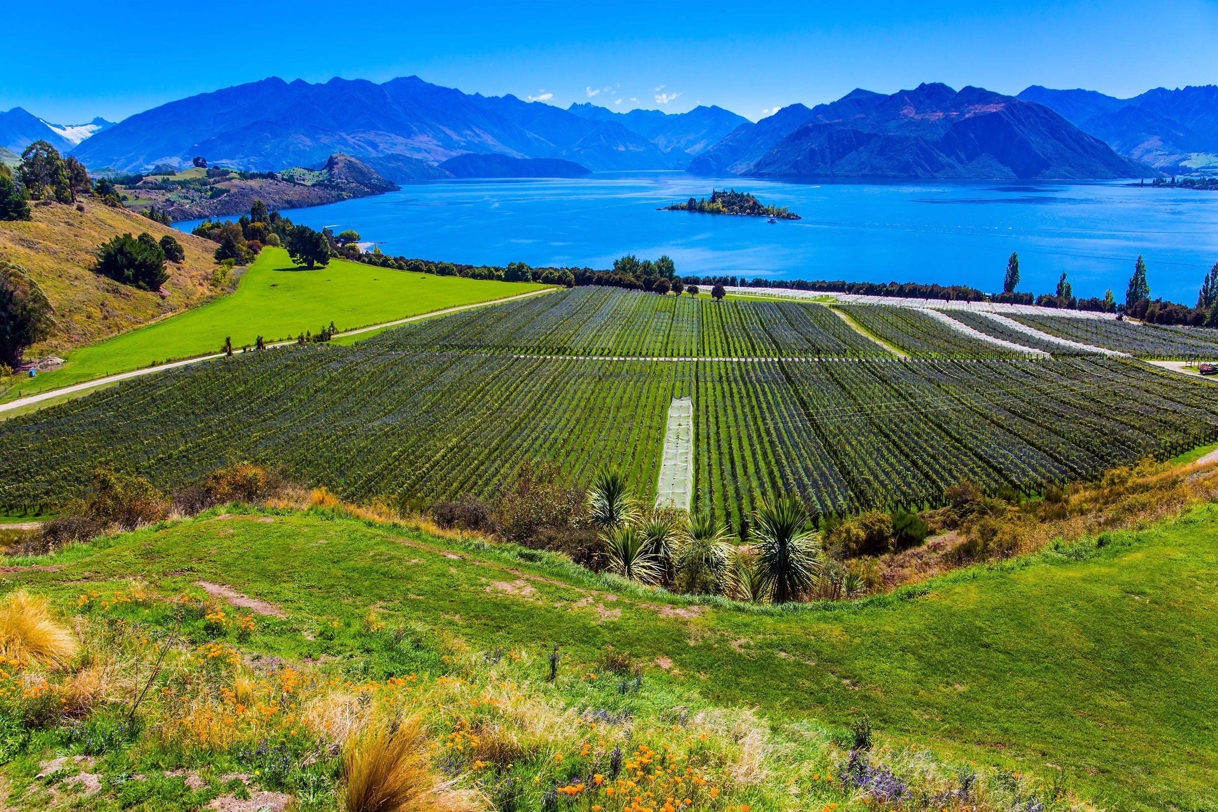 New Zealand Red Wines
