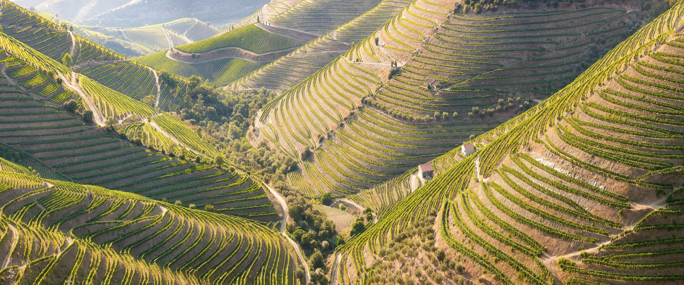 Portuguese White Wines