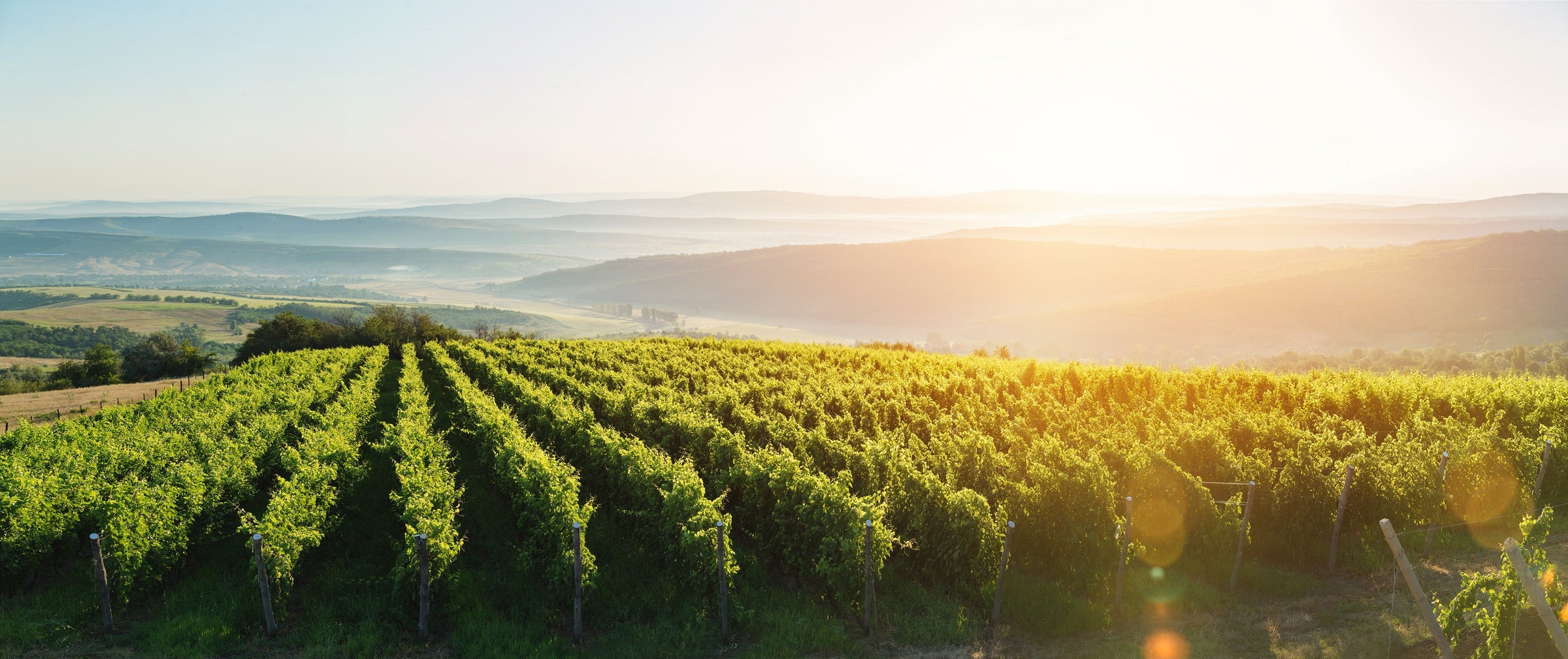 Romanian Rosé Wines