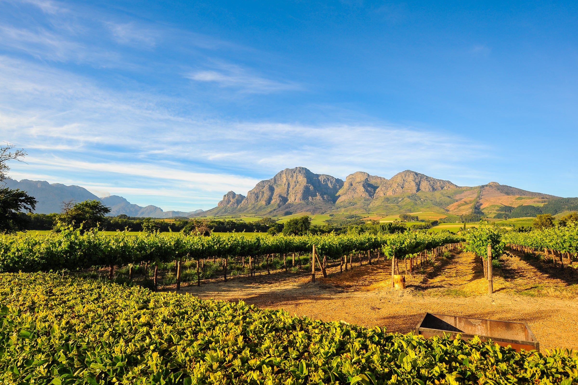 South African Rosé Wines