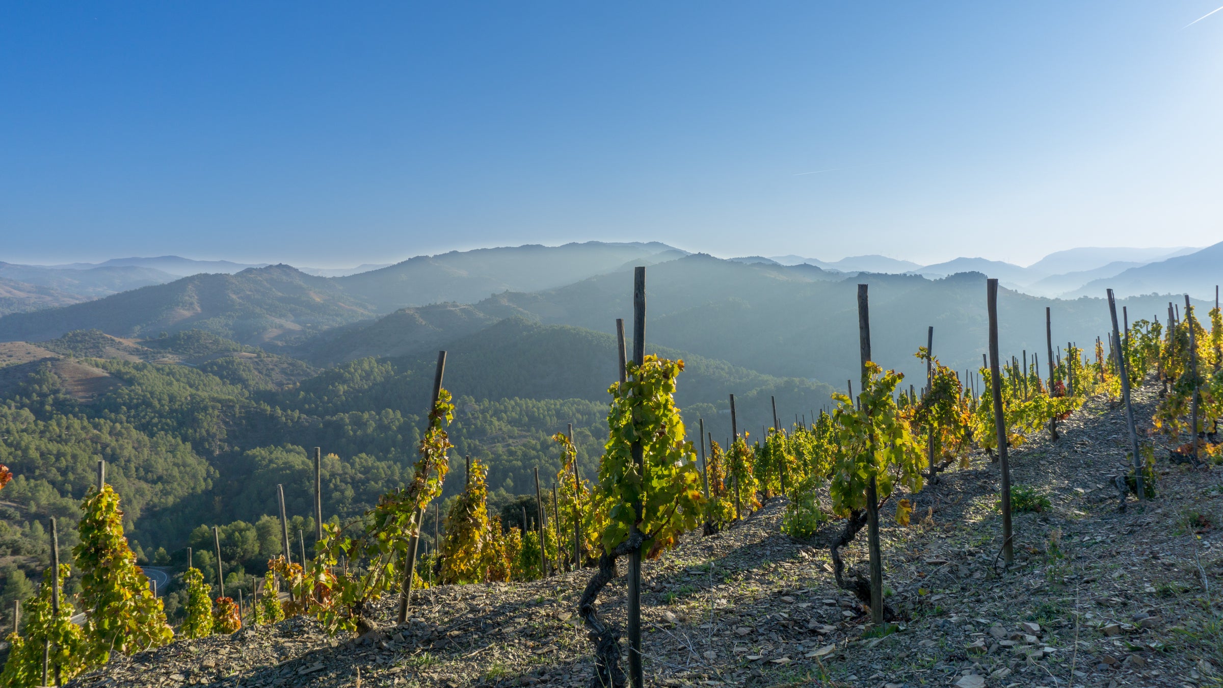 Spanish Red Wines